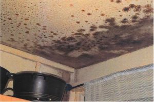 Awaab's Law - black mould found in the Ishak family home. Photo credit: Greater Manchester Police